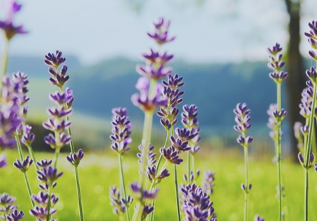 ¿Qué es la astenia primaveral? ¿Cómo pueden ayudar los aceites esenciales a tratar este tipo de condición?